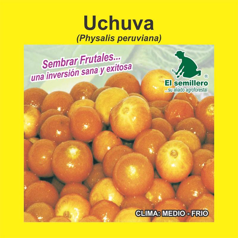 Uchuva | Venta de semillas Frutales El Semillero